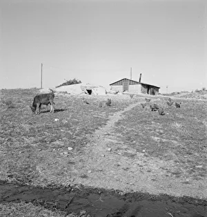 Basement Collection: Abode basement dugout house on Roberts farm, Willow Creek area, Oregon, 1939