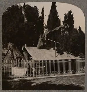 Abrahams Oak near Hebron, c1900