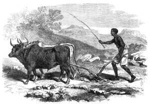 Plough Prints: The Abyssinian Expedition: a native ploughing in the province of Tigre