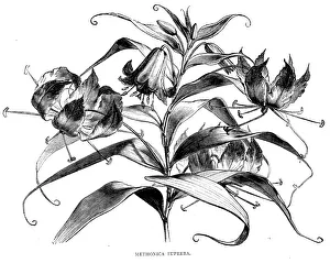 Wf Prideaux Prints: Abyssinian Wild Flowers; A journey through Soudan and Western Abyssinia