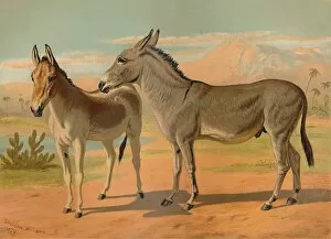 Abyssinian Gallery: Abyssinian Wild Male Ass & Female Indian Onager, c1879. Creator: Unknown