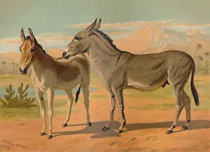 Abyssinian Gallery: Abyssinian Wild Male Ass & Female Indian Onager, c1879. Creator: Unknown