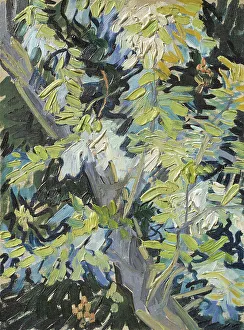 Vincent Van Gogh Prints: Acacia in Flowers. Creator: Vincent van Gogh