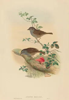 Accentor modularis (Dunnock). Creators: John Gould, Henry Constantine Richter