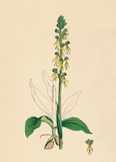Sepal Gallery: Aceras anthropophora. Man Orchis, 19th Century