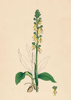 Aceras anthropophora. Man Orchis, 19th Century Aceras anthropophora. Man Orchis, 19th Century
