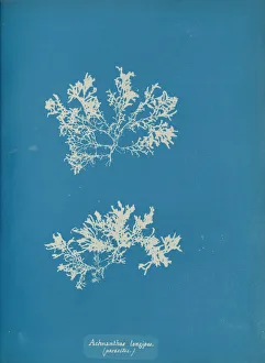 Earliest Prints: Achnanthes longipes. (parasitic. ), ca. 1853. Creator: Anna Atkins