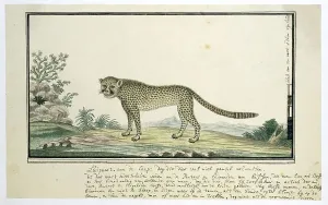 Watercolor Paint Prints: Acinonyx jubatus (Cheetah), 1777-1786. Creator: Robert Jacob Gordon