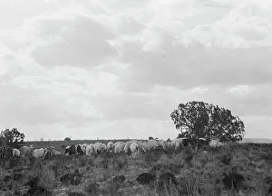 Acoma, New Mexico area views, between 1899 and 1928. Creator: Arnold Genthe