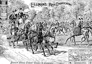 Muscles Prints: Advertisement for Elliman's Royal Embrocation