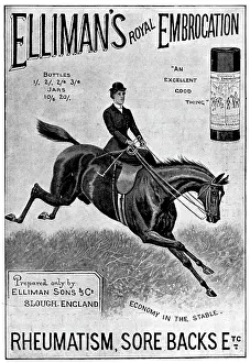 Muscles Prints: Advertisement for Elliman's Royal Embrocation