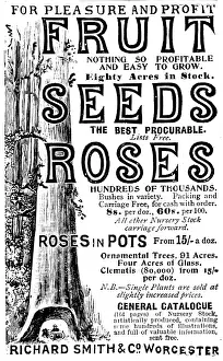 Nursery Prints: Advertisement for Richard Smith & Co's Fruit