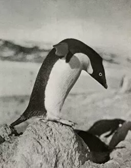 Captain Robert F Gallery: An Adelie Penguin About To Dive, c1910–1913, (1913). Artist: Herbert Ponting