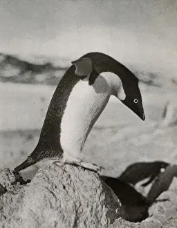 Penguin Prints: An Adelie Penguin About To Dive, c1910-1913, (1913). Artist: Herbert Ponting