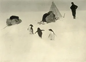 Penguin Prints: Adelie Penguins Visit a Camp c1908, (1909)