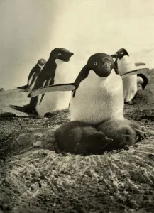 Penguin Prints: Adelie Trying to Mother a Couple of Well-Grown Strangers, c1908, (1909)