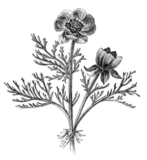The Adonis Flower, or Pheasants Eye, (Adonis autumnalis), 1842. Creator: Unknown