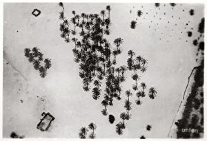 Images Dated 25th November 2009: Aerial view of palm shadows in the Arabian desert, from a Zeppelin, 1931 (1933)