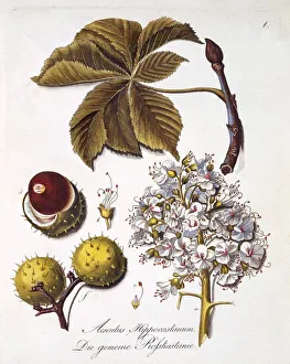 Seed Prints: Aesculus Hippocastanum, 1803-1805