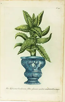 Plant Pot Prints: African Aloe, plate 47 from Phtanthoza Iconographia, 1736