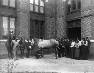 Training College Prints: African American students judging horses - Hampton Institute