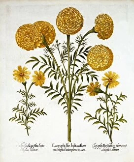 Marigold Gallery: African Marigold and French Marigolds, from Hortus Eystettensis, by Basil Besler (1561-1629)