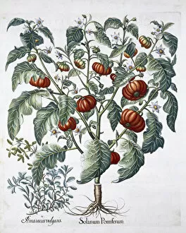 Basil Gallery: African Tomato and Marjoram plants, 1613