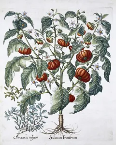 Basil Gallery: African Tomato and Marjoram plants, 1613