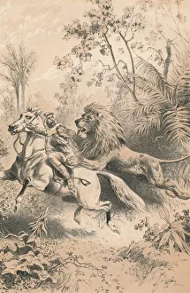 Livingstone Prints: African Traveller Attacked by A Lion, c1880
