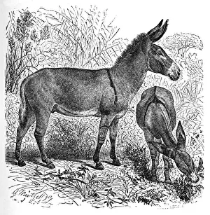 Maguire Prints: African Wild Ass, c1900. Artist: Helena J. Maguire