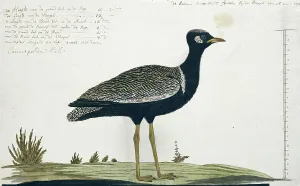 Measurements Prints: Afrotis afra (Southern black korhaan), 1778. Creator: Robert Jacob Gordon