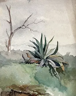Agave Prints: An Agave plant, c19th century. Creator: Unknown