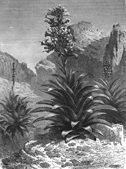 Mexico Collection: Agaves in Bloom; A zigzag journey through Mexico, 1875. Creator: Thomas Mayne Reid