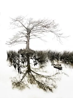 Branches Collection: Aging Gracefully. Creator: Eve Turek