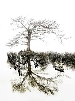 Lakeside Prints: Aging Gracefully. Creator: Eve Turek