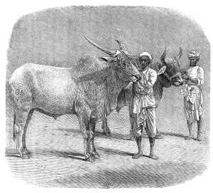 Bullocks Prints: Agricultural Exhibition at Roorkee