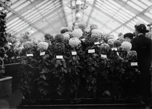 Flower Show Prints: Agriculture Department Dahlia Show, 1911