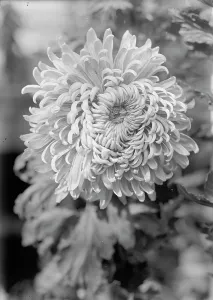 Agriculture Department - Jessie Wilson Chrysanthemum, 1913. Creator: Harris & Ewing. Agriculture Department - Jessie Wilson Chrysanthemum, 1913. Creator: Harris & Ewing