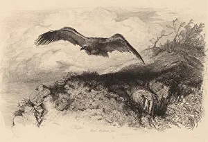 Aigle au vol. Creator: Karl Bodmer