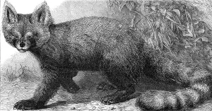 Furry Prints: The Ailurus fulgens at the Zoological Society's Gardens