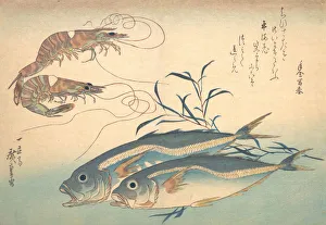 Fishes Prints: Aji Fish and Kuruma-ebi, from the series Uozukushi (Every Variety of Fish)