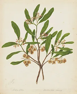 Shrub Prints: Akeake, c.1885. Creator: Sarah Featon