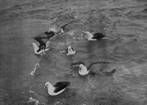 Terra Nova Prints: Albatrosses Foraging in the Wake of the Terra Nova, c1910-1913, (1913)