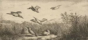 Images Dated 27th October 2020: Alcedo, Martin-pescheur (The Kingfisher): Livre d Oyseaux (Book of Birds), 1655-1660