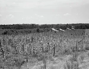 Sweet Corn Prints: Aldridge Plantation near Leland, Mississippi, 1937. Creator: Dorothea Lange