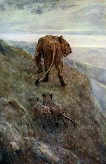 Images Dated 2nd August 2006: On the Alert - Lioness and Cubs, c1878-1910, (1912).Artist: John MacAllan Swan