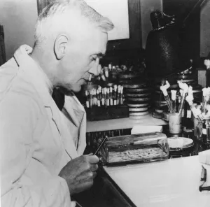 Alexander Fleming, Scottish bacteriologist in his laboratory, 1930s