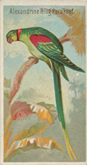 Alexandrine Ring Parakeet, from the Birds of the Tropics series (N5) for Allen &