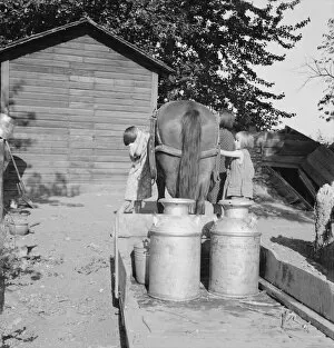 Carriage Gallery: All Chris Adolfs children are hard workers on the new place, Yakima Valley, Washington, 1939