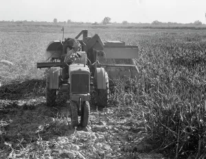 Tractor Prints: All-crop harvesting, Tulare County, California, 1938. Creator: Dorothea Lange